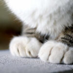 Viral Cat Story Stirs Ownership Controversy Close-up of a cat's paws resting on a surface