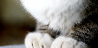 Close-up of a cat's paws resting on a surface