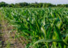 Lush green corn plants growing in a field under a clear sky