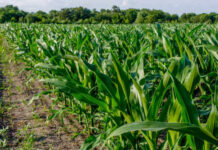 Lush green corn plants growing in a field under a clear sky