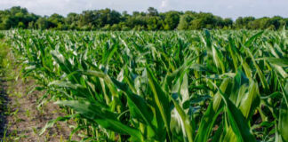 Lush green corn plants growing in a field under a clear sky