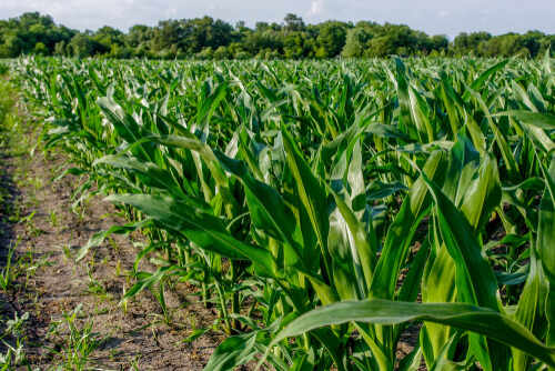 Lush green corn plants growing in a field under a clear sky