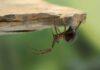 Spider INVASION: UK’s Venomous Threat Escalates Close-up of a spider hanging upside down from a rock