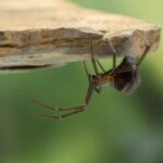 Close-up of a spider hanging upside down from a rock