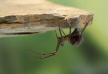 Spider INVASION: UK’s Venomous Threat Escalates Close-up of a spider hanging upside down from a rock