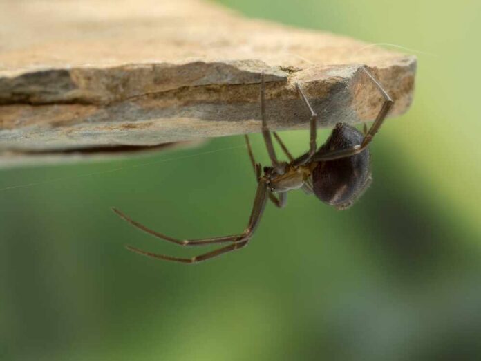Close-up of a spider hanging upside down from a rock