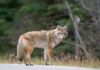 A coyote standing on a road with a blurred forest background