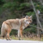 Repeat Offender Coyote – DNA Reveals Shocking Attacks A coyote standing on a road with a blurred forest background