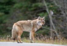 A coyote standing on a road with a blurred forest background