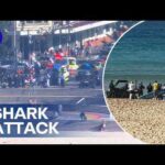Woman fighting for life after Sydney shark attack | 9 News Australia