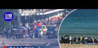 Woman fighting for life after Sydney shark attack | 9 News Australia