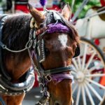 Carriage horse wearing harness and purple tack