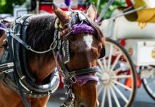 Ban Push ERUPTS After Central Park Death Carriage horse wearing harness and purple tack