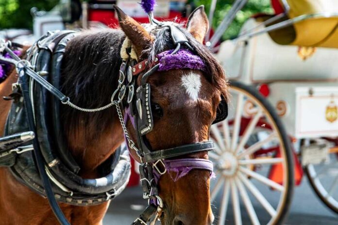 Carriage horse wearing harness and purple tack