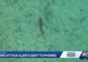 New law requires emergency alerts for shark attacks at beaches