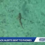 New law requires emergency alerts for shark attacks at beaches