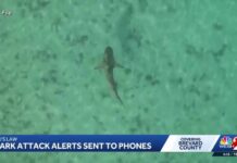 Your Phone May Soon Warn Of Sharks New law requires emergency alerts for shark attacks at beaches