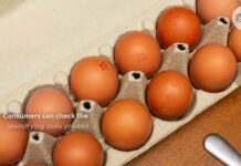 1.6 million eggs recalled after potential salmonella contamination