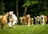Disneyland For Dogs? Deadly Reality Group of golden retrievers running on grass