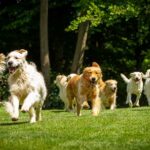 Disneyland For Dogs? Deadly Reality Group of golden retrievers running on grass