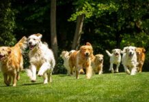 Disneyland For Dogs? Deadly Reality Group of golden retrievers running on grass