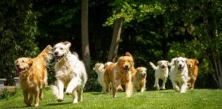 Group of golden retrievers running on grass