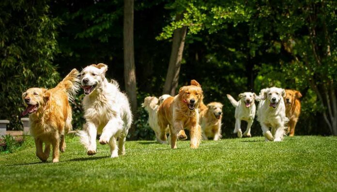 shutterstock_1400206643 Group of golden retrievers running on grass