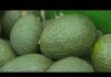 US suspends avocado inspections in Mexican state of Michoacan due to threat