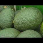 US suspends avocado inspections in Mexican state of Michoacan due to threat