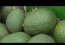US suspends avocado inspections in Mexican state of Michoacan due to threat