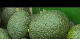 US suspends avocado inspections in Mexican state of Michoacan due to threat