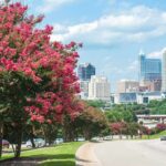 Fresh Stumps Fuel A Growing Washington Park Fight Pink flowering trees along a roadway with a modern city skyline