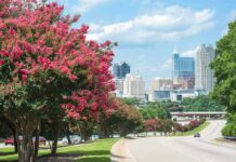 Pink flowering trees along a roadway with a modern city skyline