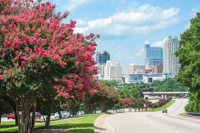Pink flowering trees along a roadway with a modern city skyline