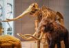 Nearly 200 Years End Behind These Doors woolly mammoth model and skeleton display in a museum
