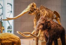 Nearly 200 Years End Behind These Doors woolly mammoth model and skeleton display in a museum