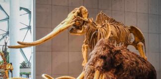 woolly mammoth model and skeleton display in a museum