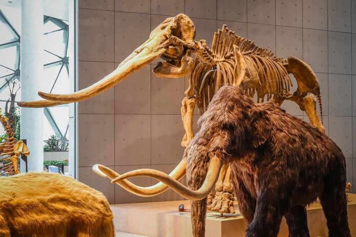 woolly mammoth model and skeleton display in a museum