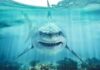 Great White Frenzy Stuns Beach Crowd Great white shark swimming toward camera