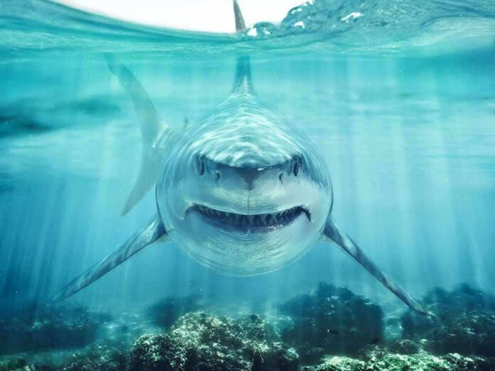 Great white shark swimming toward camera