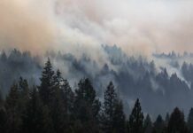Chaos Below, Stars And Stripes Unmoved Smoke drifting over a dense conifer forest