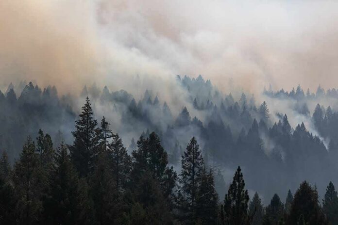 shutterstock_2031466169 Smoke drifting over a dense conifer forest